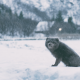 winter, arctic fox, snow, animals wallpaper