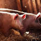 pigs, animals wallpaper
