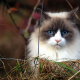 cat, fence, animals, grass, grumpy cat,  wallpaper
