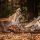 lynx, forest, leaves, fight, autumn, animals, wild cats wallpaper