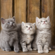 kittens, trinity, cats, animals wallpaper