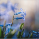 spring, macro, blue flowers, flowers, nature wallpaper