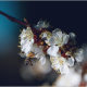 spring, bee, branch, flowers, nature wallpaper