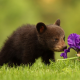 animals, bear cub, grass, flower, iris, bear wallpaper