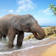 elephant, beach, sea, sand, palm tree, bathing, animals wallpaper