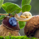 mushroom, nature, boletus, snail, leaves, berry, blueberry, macro wallpaper