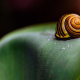 snail, seashell, macro wallpaper