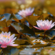 pond, leaves, water lilies, flowers, frog, nature, bokeh wallpaper