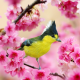 taiwanese tit, bird, branch, cherry, spring, flowering, animals wallpaper