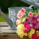 flowers, carnation, watering can, nature wallpaper