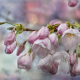 spring, branch, flowers, drops, sakura wallpaper