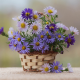 basket, flowers, aster alpinus, alpine aster wallpaper