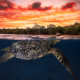 green turtlr, turtle, water, ocean, sunset, underwater, nature, animals, sea turtle wallpaper