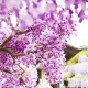 wisteria, flowers, petals, blossom, nature wallpaper