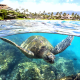 turtle, animals, underwater, ocean, shore, palm, coral reef wallpaper