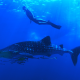 underwater, animals, shark, diving, diver, sea, whale shark wallpaper