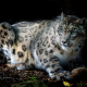 snow leopard, animals, wild cat wallpaper