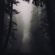 forest, tree, fog, overcast, dark, nature wallpaper
