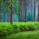 nature, forest, spring, fern, trees wallpaper