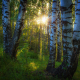 forest, birch, thicket, sun rays, sunset, nature, forest, tree wallpaper