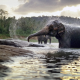 nature, animals, elephant, pond, bathing, spray wallpaper