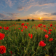 field, poppy, poppies, sky, sunset, nature wallpaper
