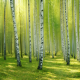 forest, birch, greens, light, nature, trees wallpaper