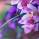 orchids, petals, flowers, nature, macro wallpaper
