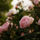 bushes, flowers, buds, roses, nature wallpaper
