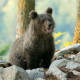 animals, predator, bear cub, cub, stones, bear wallpaper