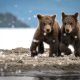 bear, bear cubs, animals, river bank, brown bear wallpaper