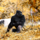 gorilla, animals, monkey, autumn wallpaper
