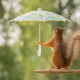 animals, squirrel, funny, umbrella wallpaper