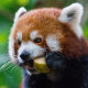 red panda, animals, cute wallpaper