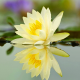 lotus, lake, water, reflection, flowers, water lilly, nature wallpaper