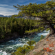 canada, river, banff, tree, nature, river wallpaper