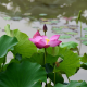 lotus, pink lotus, leaves, pond, flowers, nature wallpaper