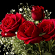 flowers, roses, bouquet, red roses wallpaper