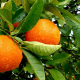 nature, fruit, oranges, drops, macro, food wallpaper