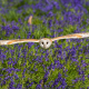 barn owl, meadow, bells, bird, owl, animals wallpaper