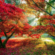trees, forest, sun rays, fall, leaves, red leaves wallpaper