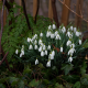 snowdrops, spring, flowers, nature wallpaper