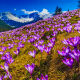 nature, landscape, spring, mountains, snow, meadow, flowers, crocuses, saffron wallpaper