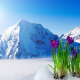 nature, landscape, spring, mountains, snow, flowers, crocuses, saffron wallpaper