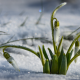 snow, spring, snowdrops, flowers, hoarfrost, nature wallpaper