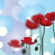 poppies, bokeh, graphics, flowers, poppy wallpaper