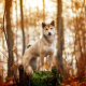 red dog, dog, animals, forest, akita inu wallpaper
