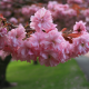 nature, spring, branch, flowers, bloom, park, sakura wallpaper