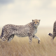 cheetah, animals, field wallpaper