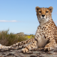 cheetah, paws, animals, wild cat wallpaper